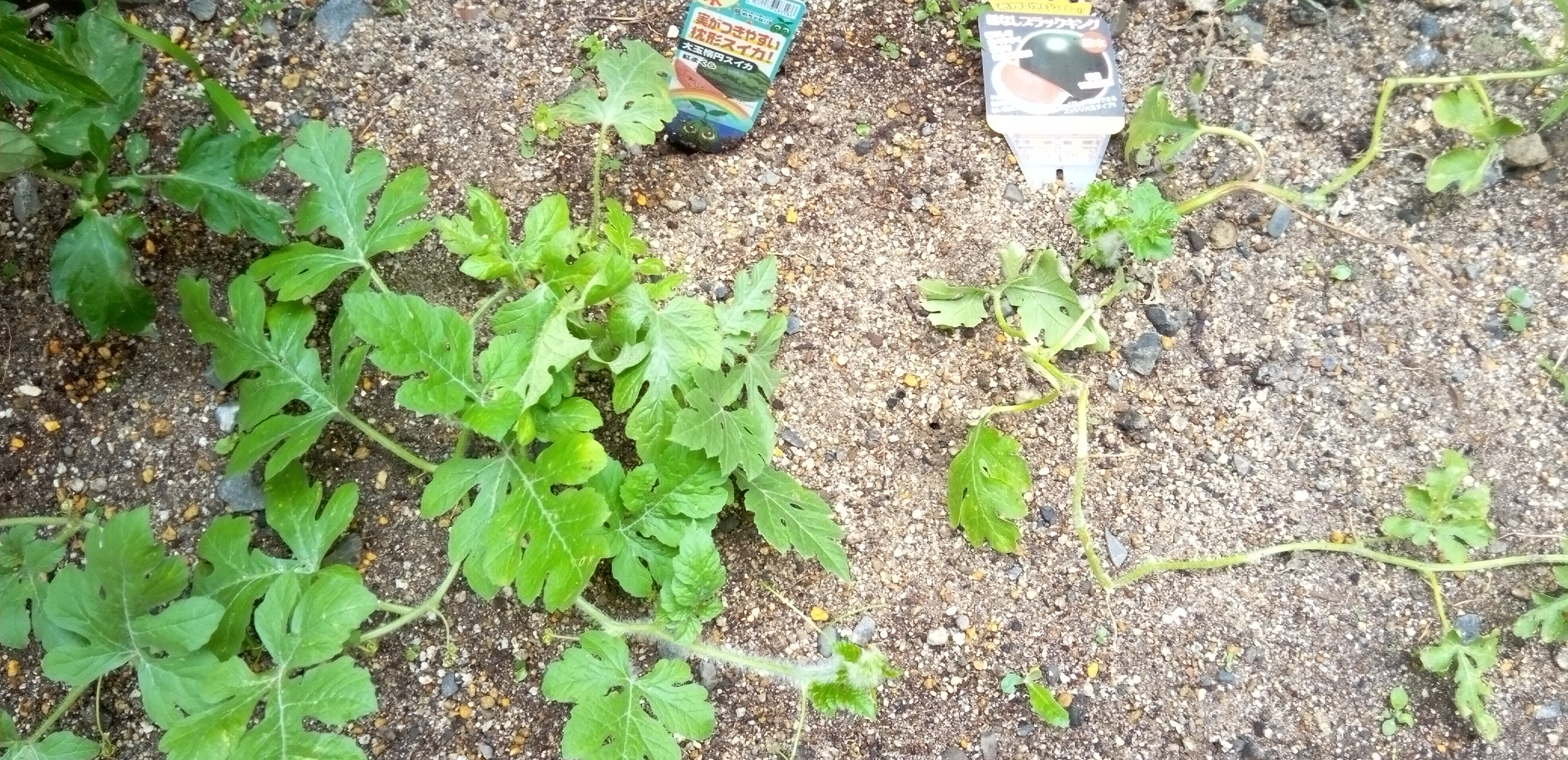 プチトマトとスイカを植えました